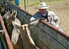 Loading donkey in Kona, HI Loading donkey in Kona, HI
